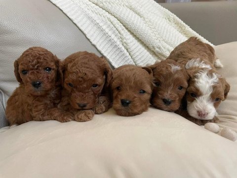 0 Boy Aileden Maltipoo Yavruları