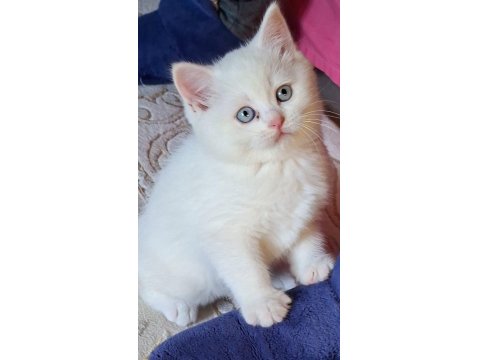 Sevimli Avcı Kedimiz Casper