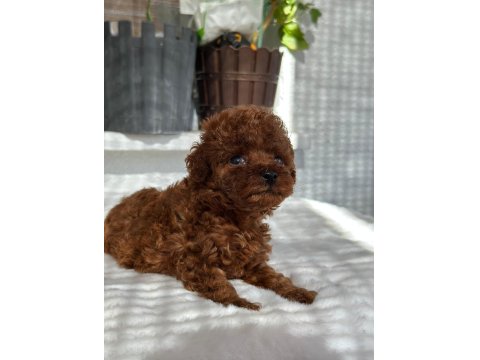 Kore Tea Cup Poodle