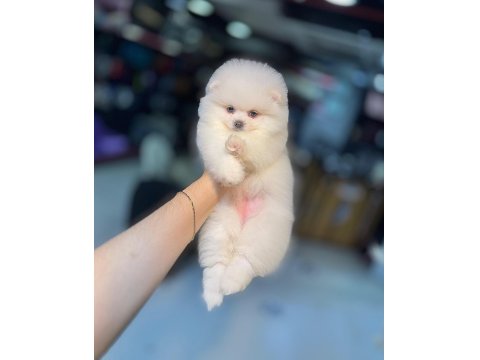 Pomeranian Boo Bebeklerimiz