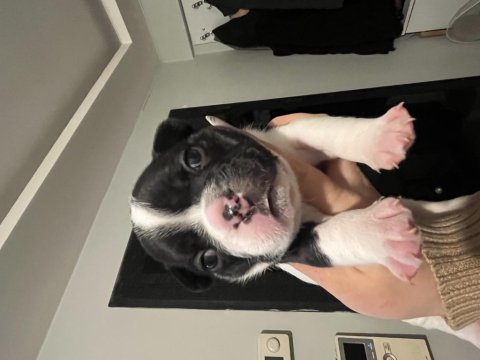 French Bulldog 20 Günlük