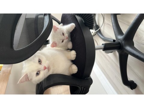 Dünya Tatlısı Beyaz British Shorthair (Teslime Hazır)