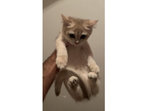 Şecereli Babadan Orj British Shorthair