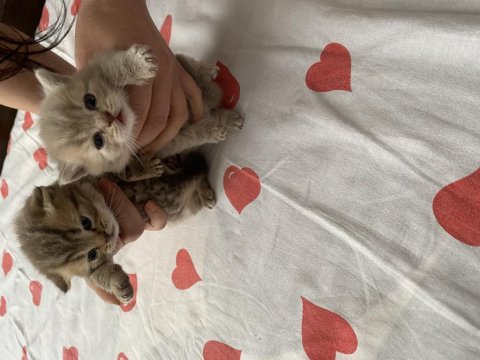 British Shorthair Kediler