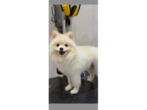 Eğitimli Ve Karakteri Oturmuş 8 Aylık Pomeranian