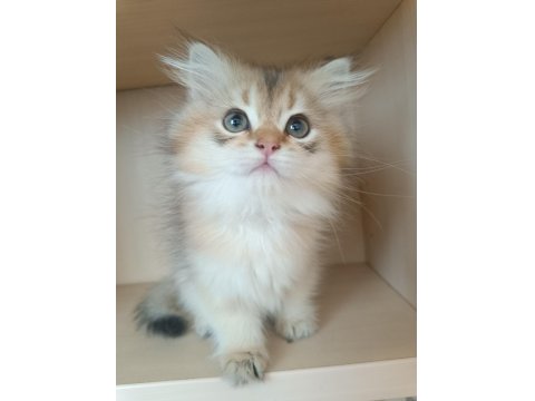 Ev Ortamında Büyümüş British Longhair