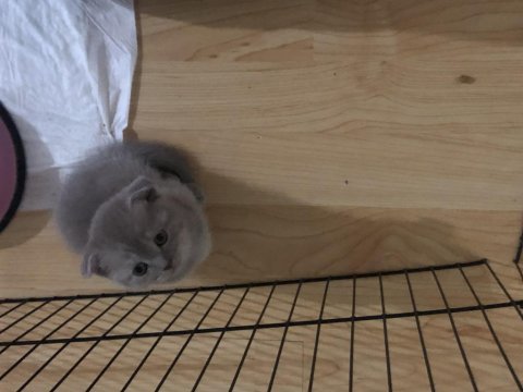 Uyguna Sahiplendirme Kedimiz