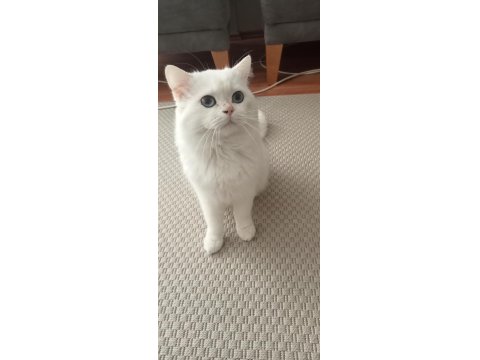 Mavi Gözlü British Shorthair Pamuğumuz