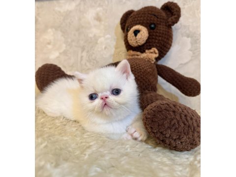 İddia Ediyorum Böyle Güzel İran Kedisi Yok