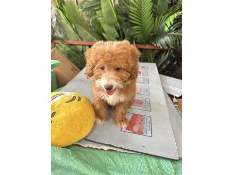 90 Günlük Yavru Maltipoo