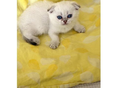 Safkan Scottish Fold Silver Point Ns1133 Mavi Göz