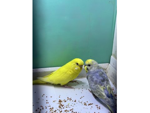 2 Takım 6 Aylık Rainbow Ve Lutino Muhabbet Kuşları