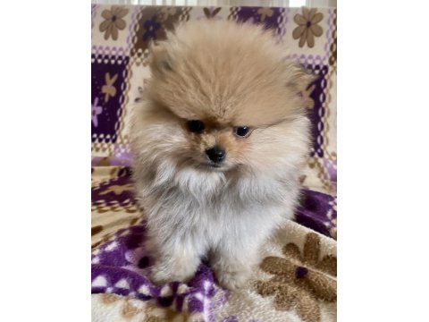 Teacup Pomeranian Boo Kızımız