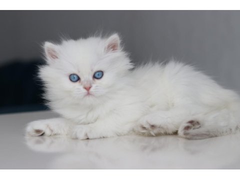 Full Şecereli Teslime Hazır Dişi British Longhair