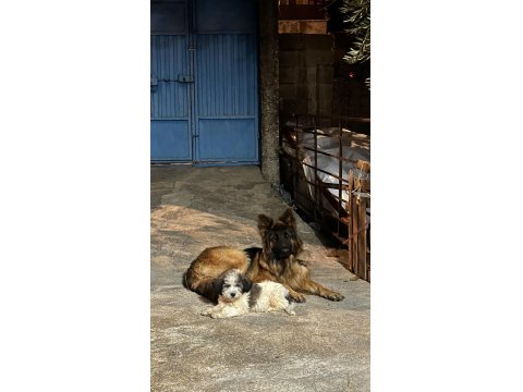 Scr Belgeli Show Line Alman Kurdu