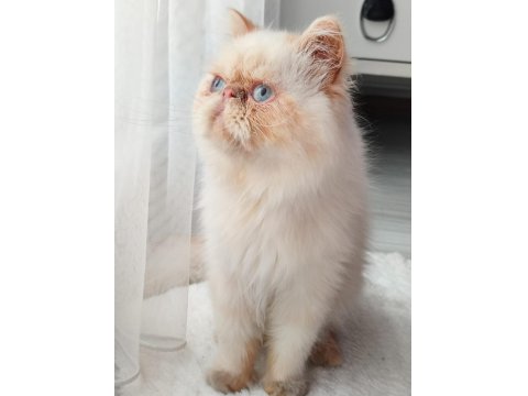 Safkan İran Kedisi Red Point 8 Aylık Erkek