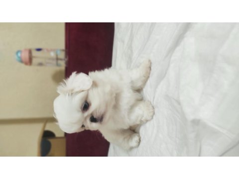 2 Aylık Pekingese Yavrular