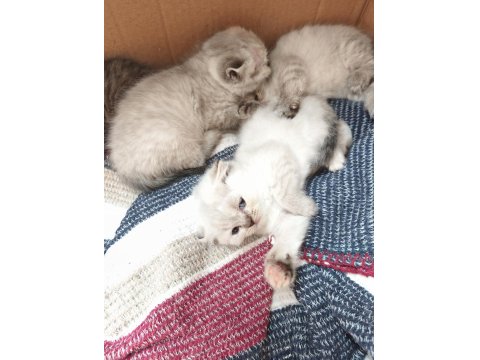 Yalovada Çok Güzel Cins Kediler