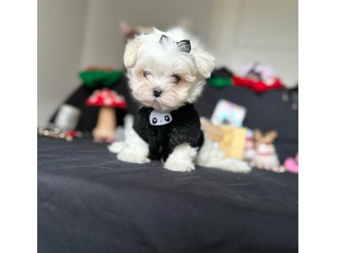 Maltese Yavrular