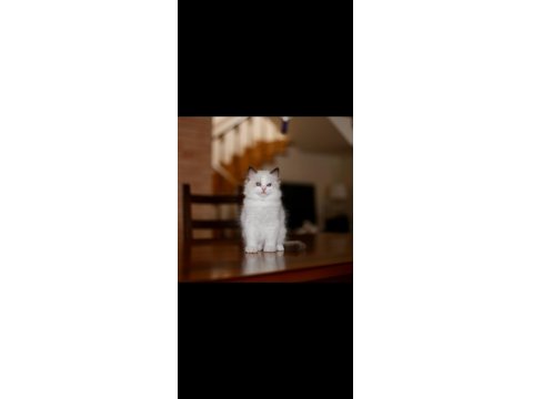 Asil Ragdoll