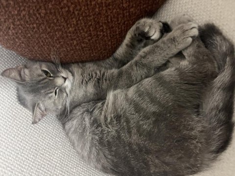 Dişi British Kedimiz Gri