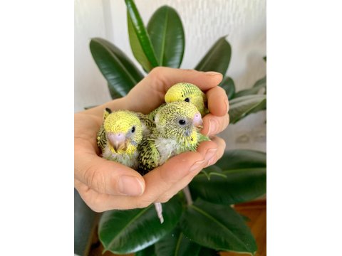 Öğretmenden Evde Beslenen Bakımlı Muhabbet Kuşları