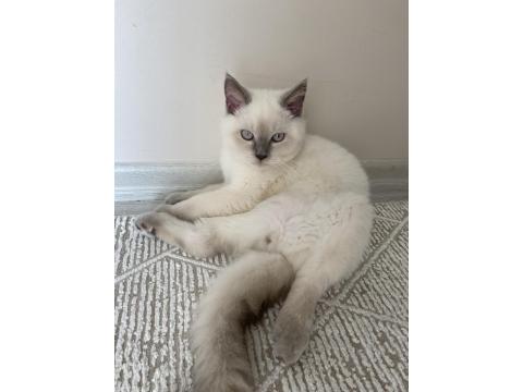 4 Aylık British Shorthair Bluepoint