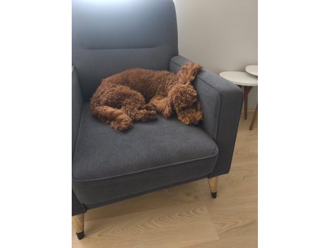 Köpeğimize Sevgi Ve İlgi Verecek Sahipler Arıyoruz