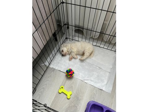 Maltese 2 Aylık Yavru