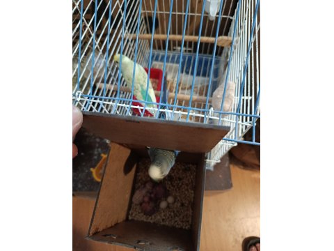 Yerli Ve Rainbow Muhabbet Kuşu Yavrular Ve Anaçlar