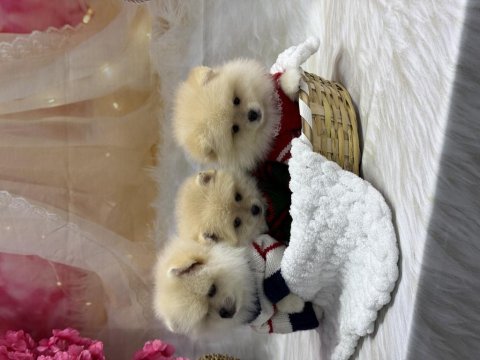 Pomeranian Bebek Köpekler