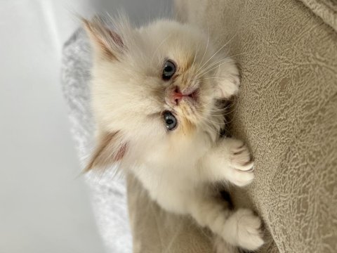 İran Persian Dişi-Erkek Kediler