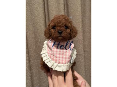 Toy Poodle Dişi Ev Ortamından