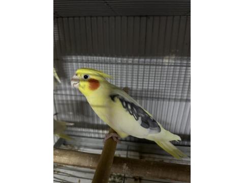 Erkek Sultan Papağanları