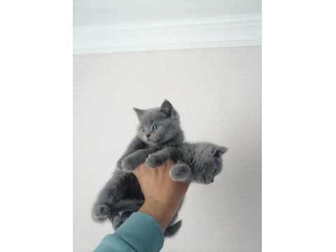 British Shorthair Bebek Kediler