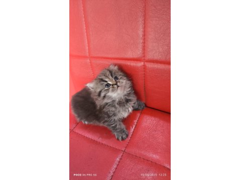 British Longhair Black Tabby Point