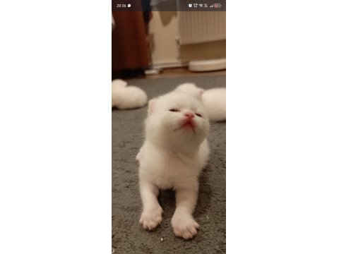 Scottish Fold Ve Straight