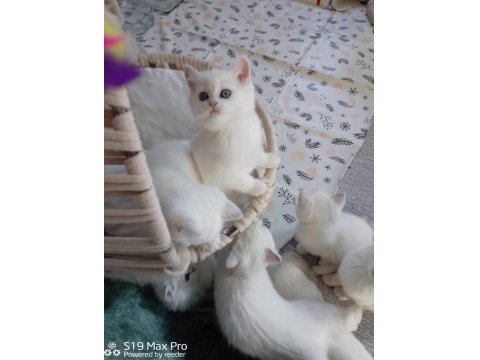 A Kalite British Shorthair Arayanlara
