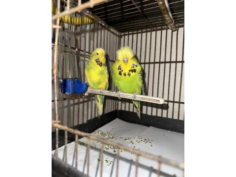 Jumbo Muhabbet Kuşları Çiftler