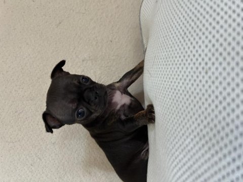 Ev Ortamından Son Elma Kafa Küt Burun Bebek Şivava