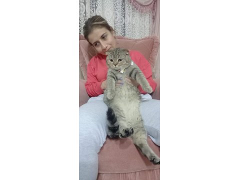 Ücretsiz Kedimiz, İyi Bakılmak Şartı İle Kalıcı Yuva Arıyorum