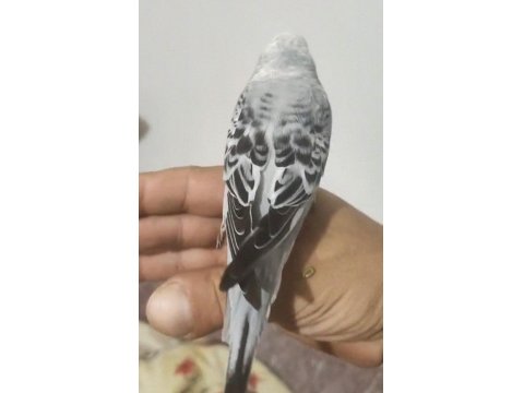 Konuşan Çift Veya Tek Muhabbet Kuşu