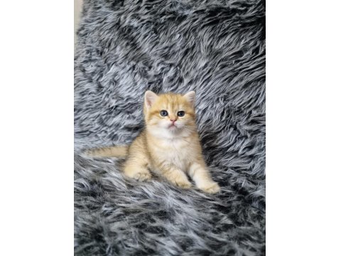 Organik British Güzellikler