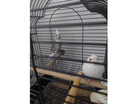 Yavru Ve Damızlık Sultan Papağanlar