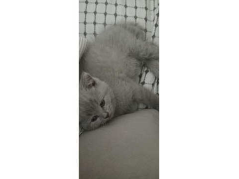 British Shorthair Lilac