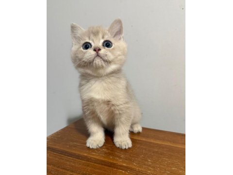 Blue Golden British Shorthair Çok Hareketli Ve İnsan Canlısı