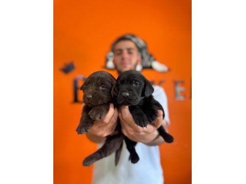 Sadakat Ve Sevgi Dolu Labrador Yavruları Sizleri Bekliyor