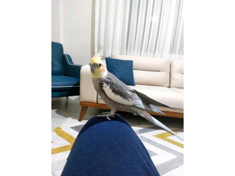 Konuşan Sultan Papağanımız