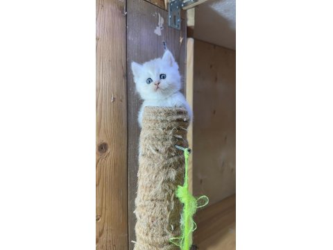 British Longhair Golden Point Dişi