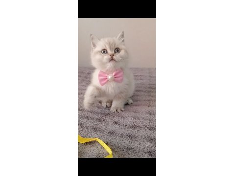 Mavi Gözlü Blue Point British Shorthair Yavrular